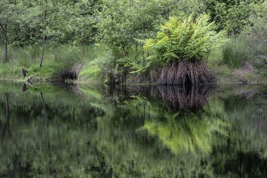 Royal fern (Osmunda regalis), Emsland, Lower Saxony, Germany