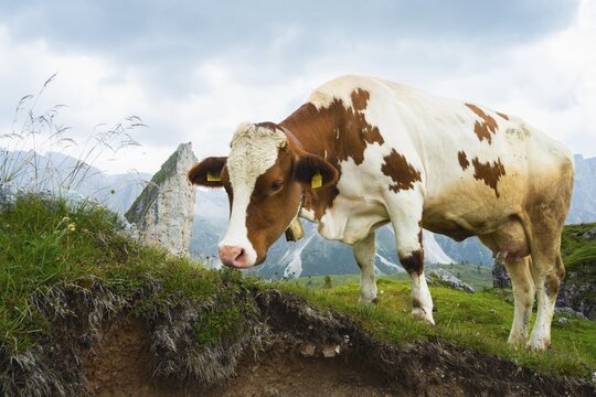 Brown white dairy cow grazing green alpine meadow mountain peaks background Dolomites Italy summer organic farming agriculture livestock animals