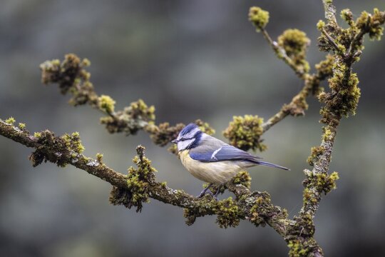 Blue tit (Parus caerulea), Emsland, Lower Saxony, Germany