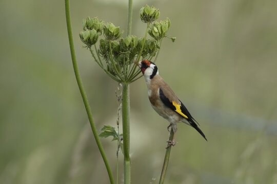 European goldfinch (Carduelis carduelis) adult bird feeding on a Hogweed seedhead, England, United Kingdom