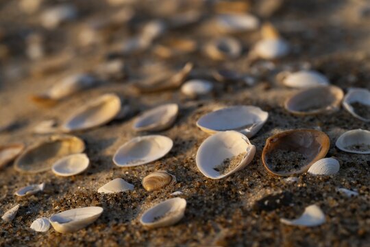 Shells lying in sand, evening light, Sorteb&aelig;rdalen Strand, Houvig, North Sea, Denmark