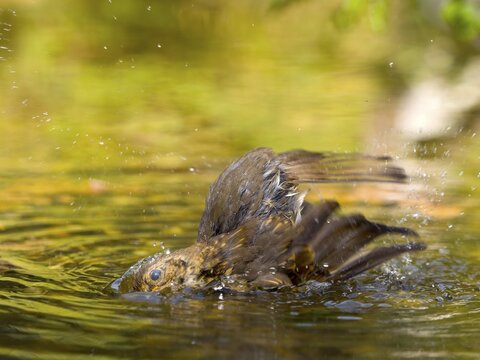 Robin (Erithacus rubecula), a young bird taking a long bath in shallow water, Hesse, Germany