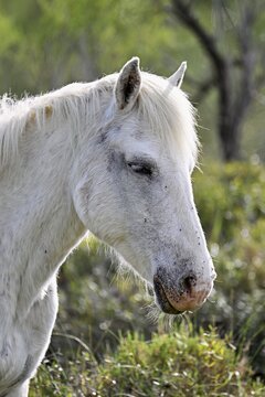 Camargue horse (Equus caballus), head portrait, Saintes-Marie-de-la-Mer, Camargue, southern France, France