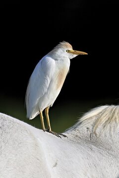 Cattle egret (Bubulcus ibis), standing on the back of a Camargue horse, Camargue, southern France, France