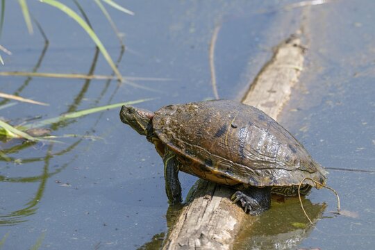 Red-eared slider (Trachemys scipta elegans), &lsquo;Mensch und Natur' natural pond, Unterlamm, Styria, Austria