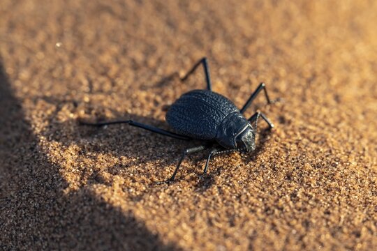 Mist-drinking beetle (Onymacris unguicularis), Namib Desert, Namibia