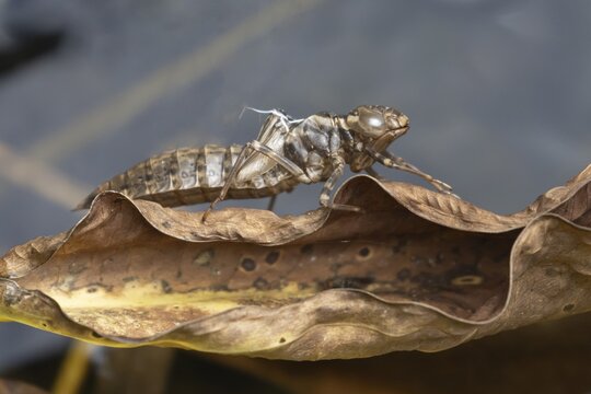 Dragonfly larva pupa caseing on a dead leaf, England, United Kingdom