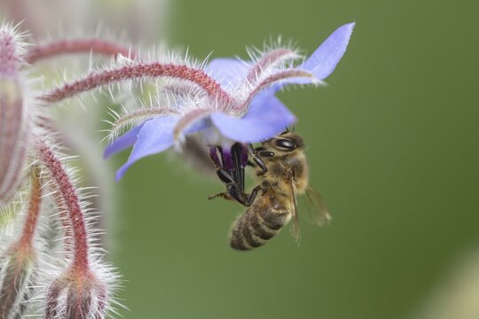 Honey bee (Apis mellifera) adult feeding on a Borage (Borago officinalis) flower in a garden, Suffolk, England, United KIngdom
