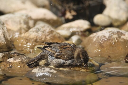 House Sparrow (Passer domesticus) &ndash; a male bathing in a garden pond, Allg&auml;u, Bavaria, Germany