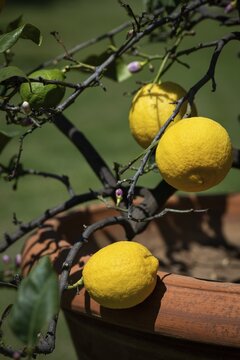 Lemons, blooming lemon tree in an old terracotta pot, Villa Poggio a Caiano garden, Poggio a Caiano, Tuscany, Italy
