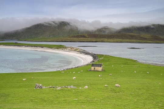 Sheep on green pasture above the sandy bay of Minn Beach, Mainland, Shetland Islands, Scotland, Great Britain