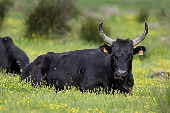 A Camargue aurochs (Bos primigenius taurus), standing in a meadow of yellow flowers in bloom, Saintes-Marie-de-la-Mer, Camargue, southern France, France
