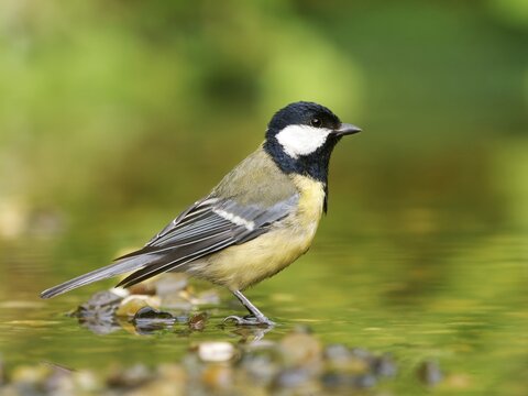 A great tit (Parus major) stands on a gravel island in shallow water, Solms, Hesse, Germany