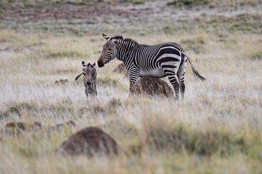 Cape Mountain Zebra (Equus zebra zebra), mother with foal, Mountain Zebra National Park, Eastern Cape, South Africa