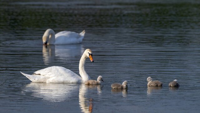 Mute swan (Cygnus olor), parents with four cygnets, Gro&szlig;wilfersdorf Nature Reserve, Gro&szlig;wilfersdorf, Styria, Austria