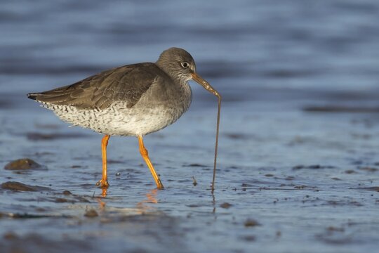 Common redshank (Tringa totanus) adult wading bird pulling a lug worm for food from a mudflat, Norfolk, England, United Kingdom