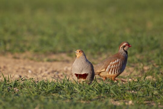 Grey or English or Hungarian partridge (Perdix perdix) adult bird and a Red legged partridge (Alectoris rufa) in a farmland cereal field, Suffolk, England, United Kingdom