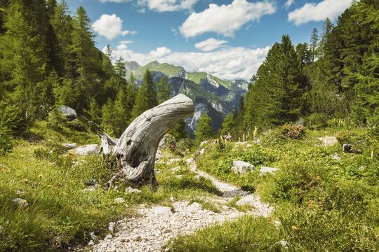 Scenic dirt hiking path winding through green alpine meadow weathered tree trunk pine forest mountains cloudy blue sky background Dolomites South Tyrol Italy summer landscape