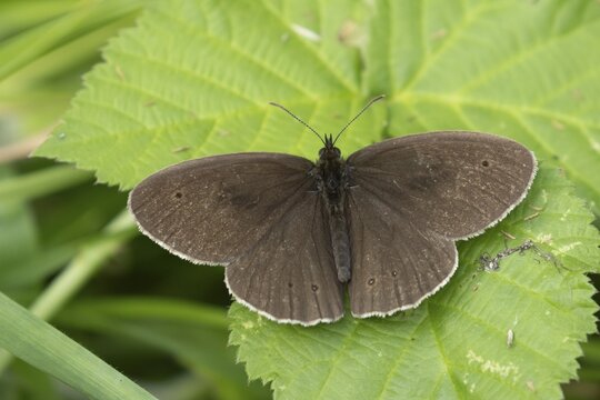 Ringlet butterfly (Aphantopus hyperantus) adult insect resting on a Bramble leaf in summer, Suffolk, England, United Kingdom