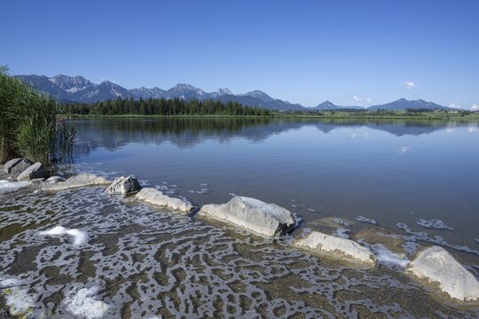 Algae foam on the shore, Hopfensee, Hopfen am See, near F&uuml;ssen, Ostallg&auml;u, Allg&auml;u, Bavaria, Germany