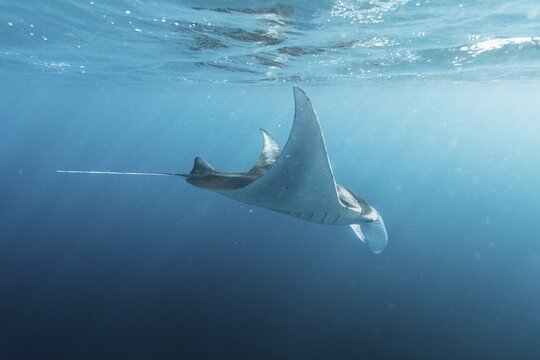 Underwater shot of manta rays, Komodo National Park, East Nusa Tenggara, Indonesia