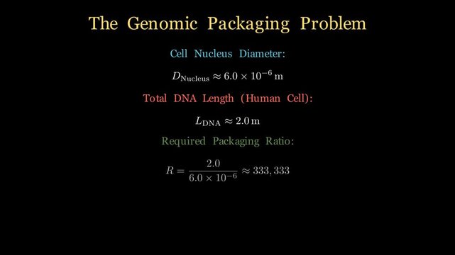 2D molecular simulation of DNA wrapping around histone proteins to form chromatin fibers, genomics packaging cellular process