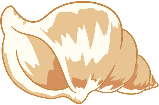 conch