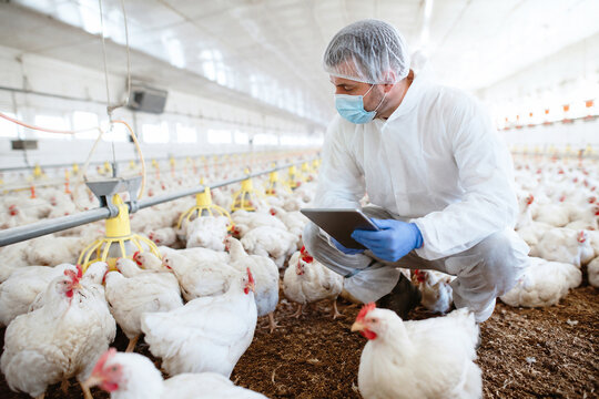 Veterinarian inspecting chickens on a poultry farm using a digital tablet. Scientist in protective clothing monitoring livestock health. Modern agricultural technology and food production.