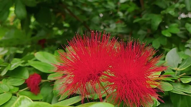 Red Powder Puff Flower Blooming In Tropical Garden Nature Closeup Stock Video