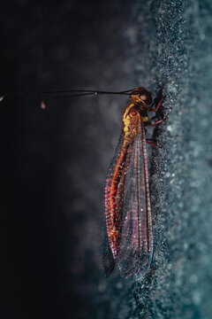 Owlfly Side View with Long Antennae Macro Photography