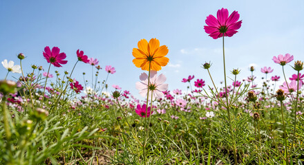 Vibrant colorful cosmos flowers blooming under clear blue sky during bright sunny summer daytime with white reaching toward clear sky captures meadow filled © Sanoor