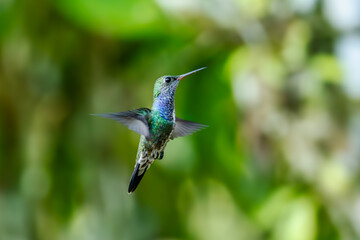 Fototapeta premium Sparkling violetear (Colibri coruscans) Ecuador