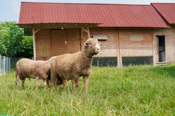 Sheep Grazing in a Grassy Field Near a Wooden Building © Yazid Nasuha