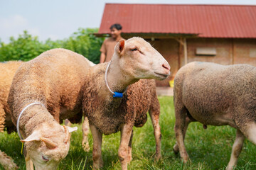 Obraz premium Asian Farmer Man Petting Sheep on a Farm