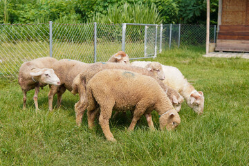 Flock of Merino Sheep Grazing in a Grassy Field © Yazid Nasuha
