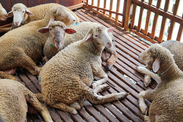 Flock of Sheep Resting in Pen © Yazid Nasuha