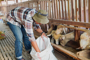 Asian Farmer Feeding Sheep with Silage Grass in Barn © Yazid Nasuha