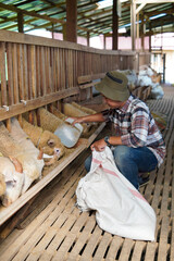 Asian Farmer Feeding Sheep with Silage Grass in Barn © Yazid Nasuha