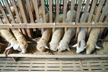 Sheep Eating Feed From Wooden Trough © Yazid Nasuha