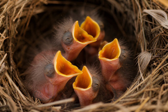 Newly hatched chicks with beaks open wide, awaiting feeding.