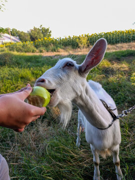 White Goat Being Fed Fresh Green Apple by Person Outdoors