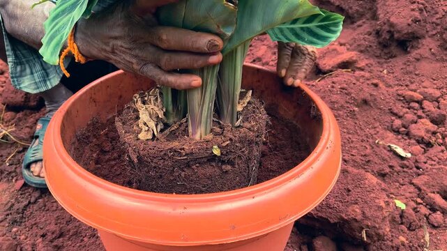 Close up of gardener hands positioning calathea root ball inside larger pot.