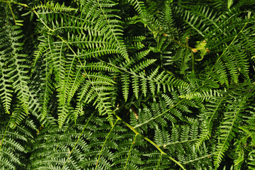 Dense green fern leaves background texture lush wild foliage in forest © Enrico Obergefäll