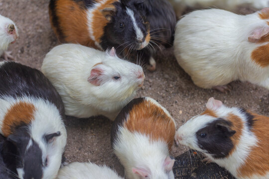 Curious guinea pigs gather on earthy ground