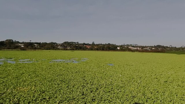 Water hyacinth (Eichhornia crassipes) forms a continuous floating mat across a freshwater wetland in Chapada dos Veadeiros, Alto Paraiso de Goias, Goias, Brazil, interrupted by small open water patche
