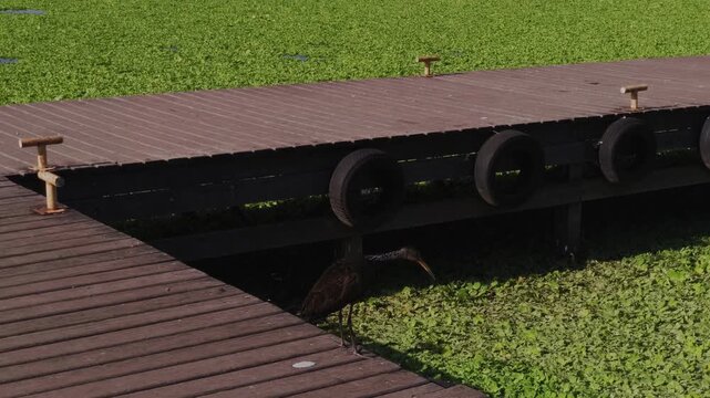 Bare-faced Ibis (Phimosus infuscatus) forages beneath a floating dock surrounded by water hyacinth (Eichhornia crassipes) in Chapada dos Veadeiros, Alto Paraiso de Goias, Goias, Brazil, camera track
