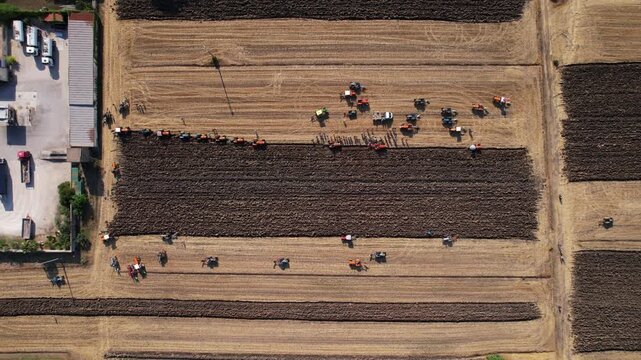 Top down harvest field with parallel rows
