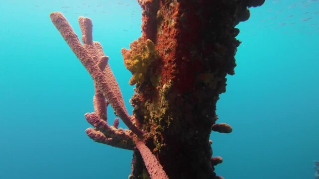 Tube sponges and coral grow on pier pilings underwater at Tugboat Beach with small fish swimming through clear blue water in Curacao