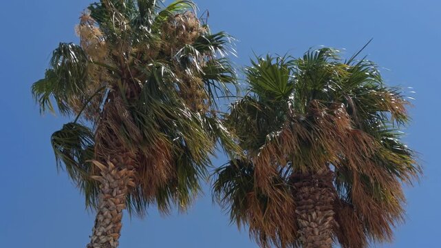 Several palm trees with green fronds cluster together beneath a clear blue sky at a beach resort in Cesme Turkey