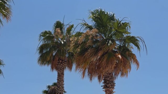A palm tree with lush green fronds reaches into a bright blue sky above a beach resort in Cesme Turkey